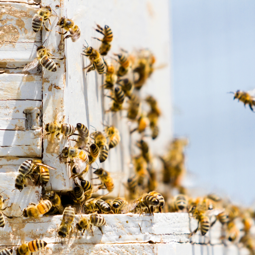 Raw Orange Blossom Honey