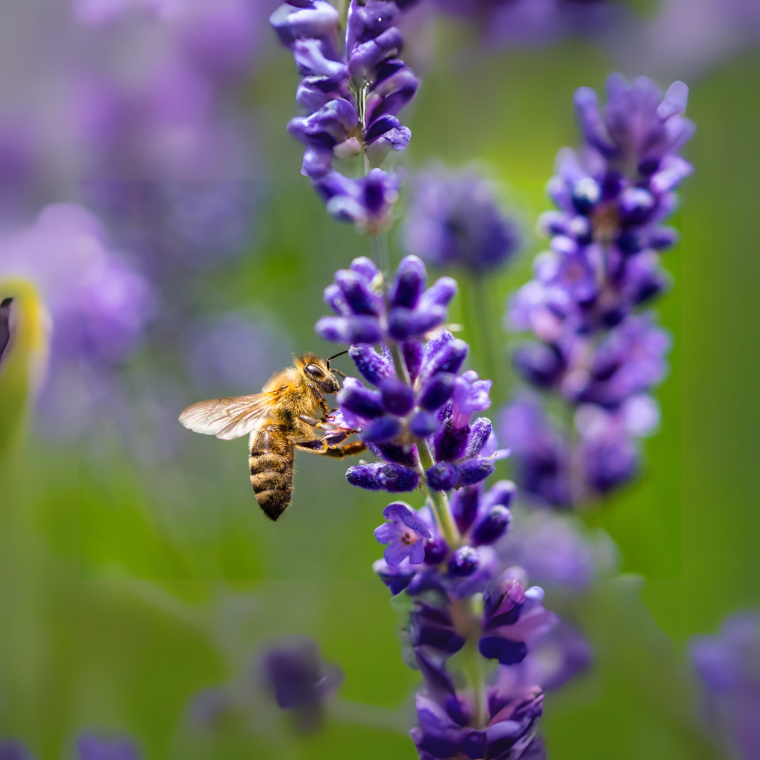 Lavender Blossom Honey