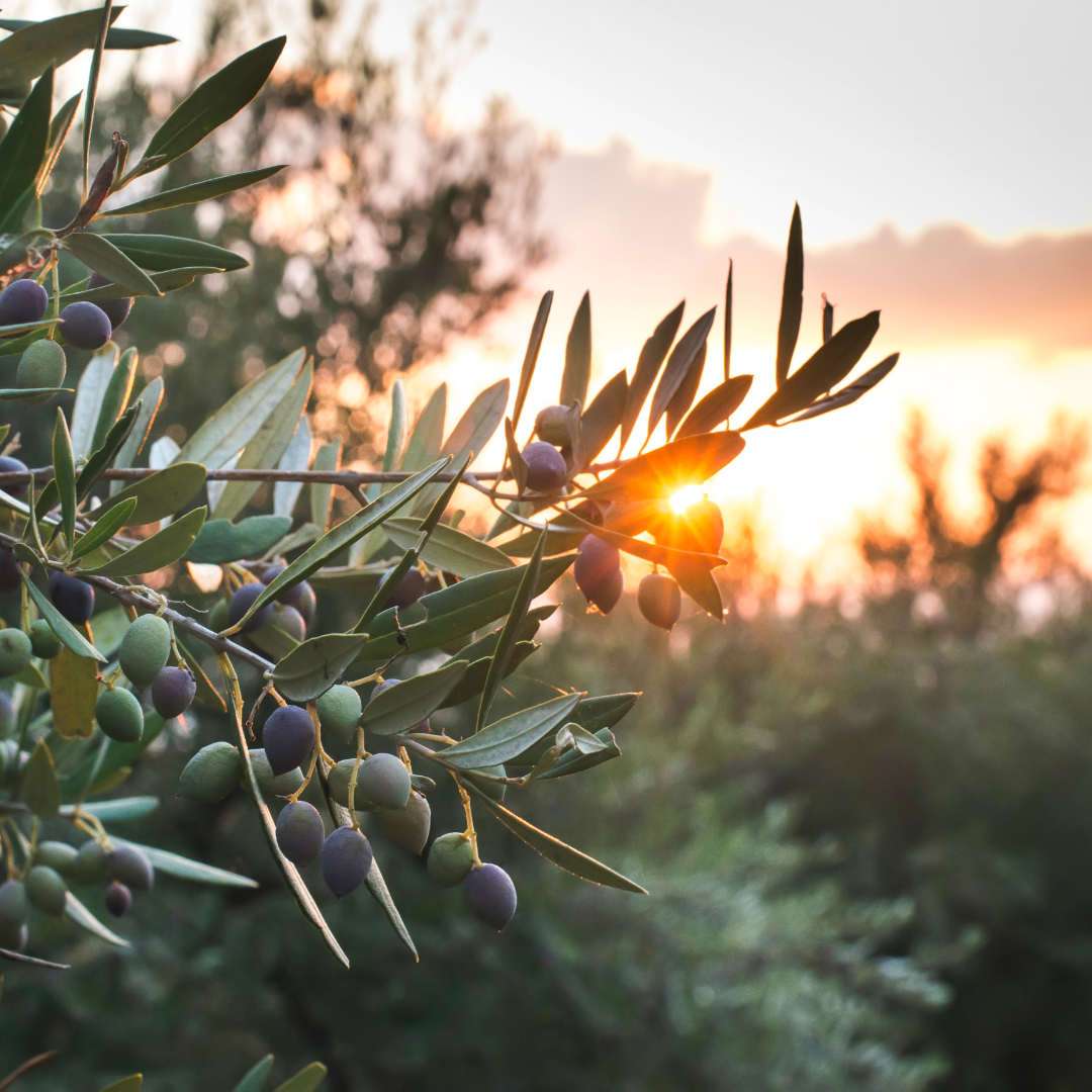 Santa Ynez Blend, Extra Virgin Olive Oil