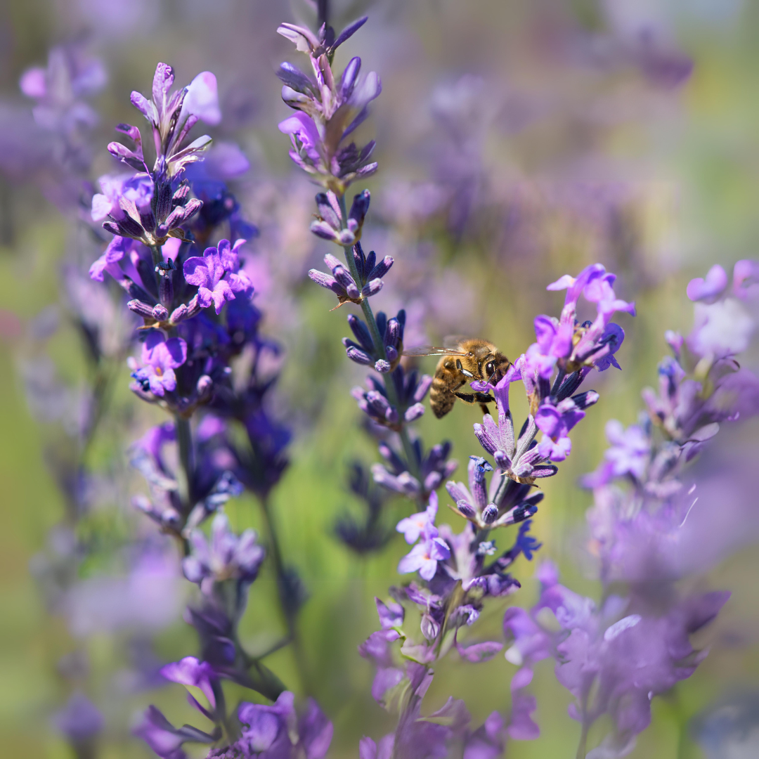 Limited Harvest Lavender Blossom Honey