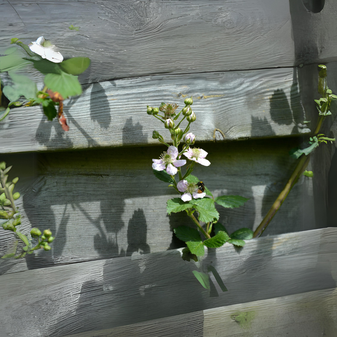 Limited Harvest Berry Blossom Honey